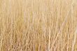 dry reed