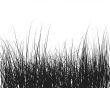 grass