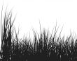 grass