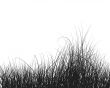 grass