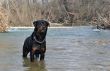 rottweiler in river