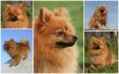 pomeranian dog