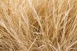 dry grass