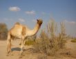 Camel in the desert