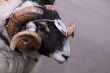 ceremonial ram