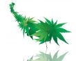 maple leaves