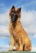 puppy belgian shepherd