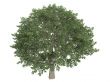 Brazilian pepper or Schinus terebinthifolius