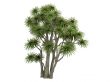 Cabbage Palm or Cordyline australis