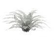 Dusty Miller or Senecio cineraria