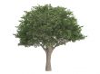 Brazilian pepper or Schinus terebinthifolius