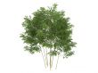 Golden fishpole bamboo or Phyllostachys aurea