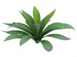Agave