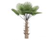 Windmill palm or Trachycarpus fortunei