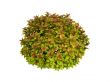 Spiraea