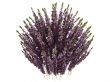 Heather or Calluna