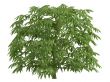 Fatsia