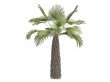 Kumaon palm or Trachycarpus takil