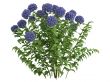 Hydrangea