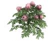 Peonia