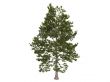Loblolly pine or Pinus taeda