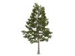 Loblolly pine or Pinus taeda