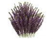 Heather or Calluna