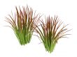 Imperata