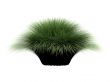 Deergrass or Muhlenberga rigens