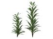 Cordyline glauca