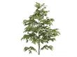 Silk tree or Albizzia