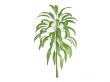 Broadleaved Palm Lily or Cordyline petiolaris