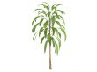 Broadleaved Palm Lily or Cordyline petiolaris