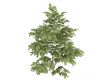 Silk tree or Albizzia