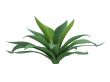Agave