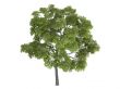 Black walnut or Juglans nigra