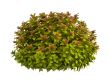 Spiraea