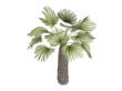 Kumaon palm or Trachycarpus takil