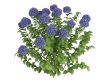 Hydrangea