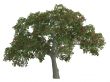 Coral tree or Erythrina