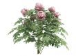 Peonia