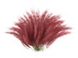 Hairawn muhly or Muhlenberga capillaris