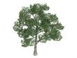 Platane or Platanus