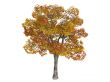 Platane or Platanus
