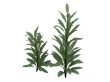 Cordyline glauca