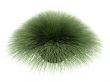 Deergrass or Muhlenberga rigens