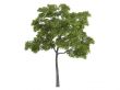 Black walnut or Juglans nigra