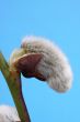 kilmarnock willow catkin