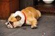 Serious Bulldog on the street