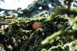 Fir cones approaching for Christmas subjects